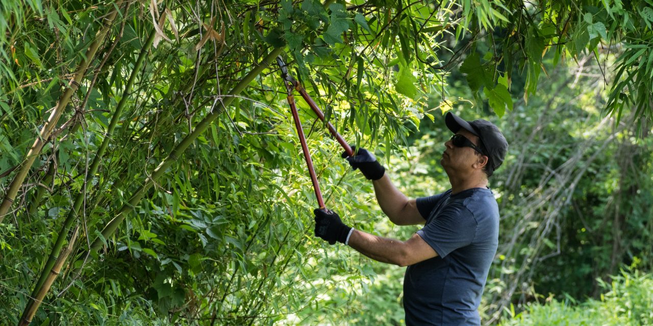 Maryland lawmakers propose choking off invasive running bamboo