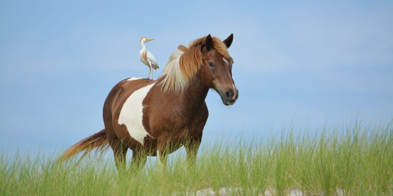 5 Places to Appreciate Nature in Maryland This Earth Day