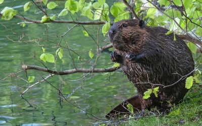 Leave it to beavers: Can they help rebuild a better Chesapeake?