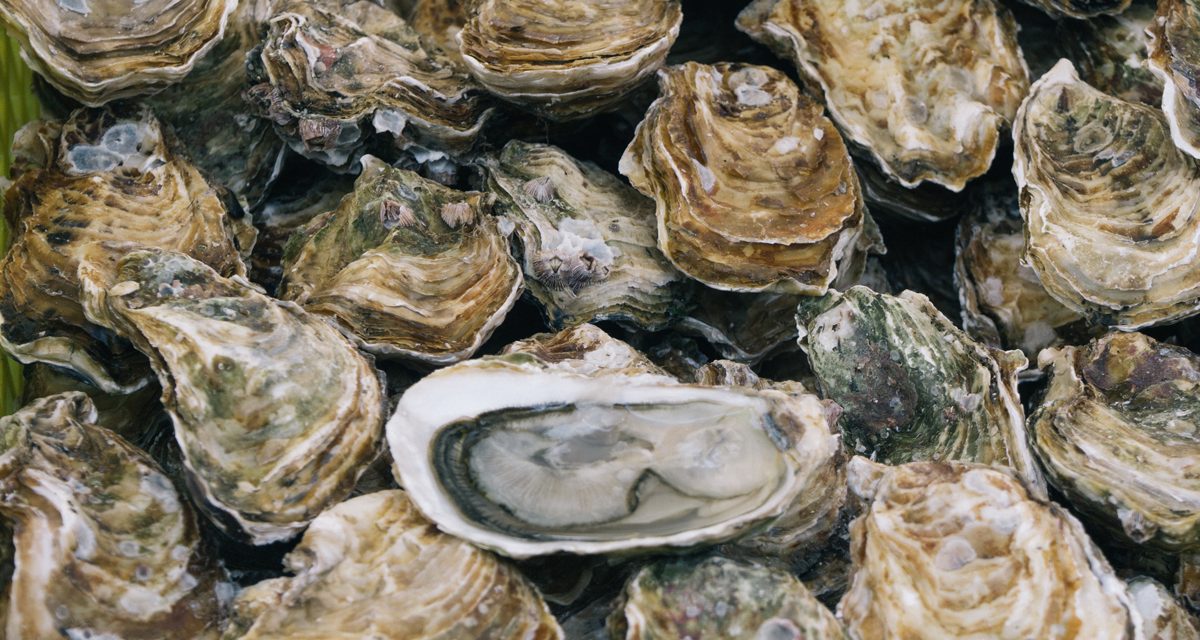 State Roundup: Former Port chief left scene of crash; despite oyster boon, harvest cutbacks considered; action-filled year since Roe overturned; Elections Board slaps gambling group with large fine