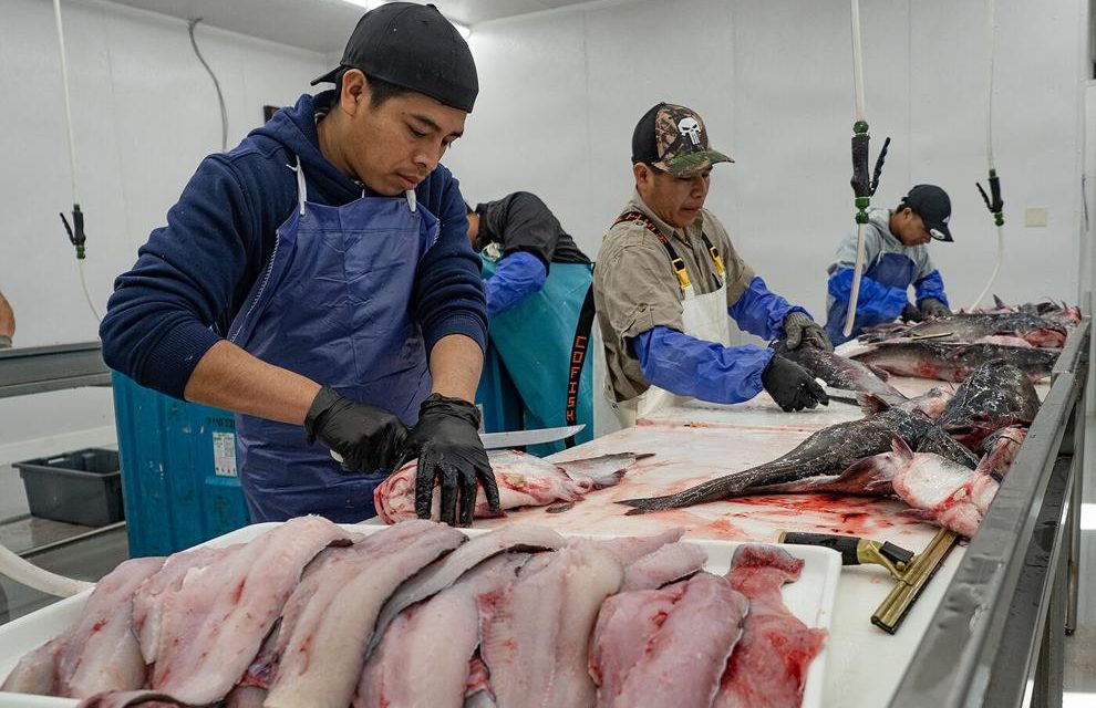 Can Chesapeake’s blue catfish shift from disaster to dinner plate?