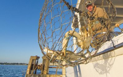 Limits loosened slightly on Chesapeake Bay crab harvest