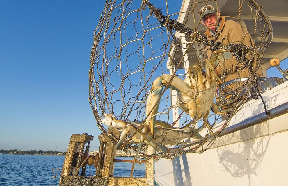 Limits loosened slightly on Chesapeake Bay crab harvest