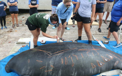 Tale of survival continues for Chesapeake’s famous manatee