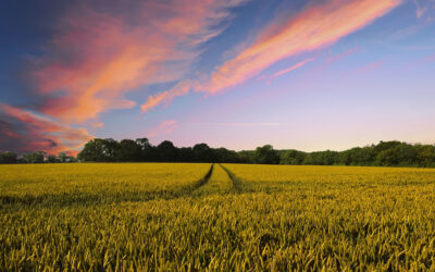 State Roundup: Maryland farmers were promised federal funds but even Rep. Harris can’t find out where they stand; officials express horror over Minnesota killings; No Kings events around the state