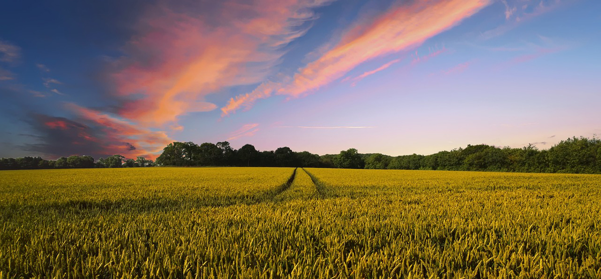 State Roundup: Maryland farmers were promised federal funds but even Rep. Harris can’t find out where they stand; officials express horror over Minnesota killings; No Kings events around the state