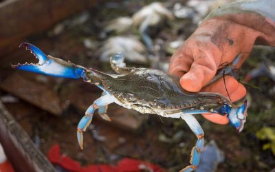 Blue crabs doing better than last year, but still below average