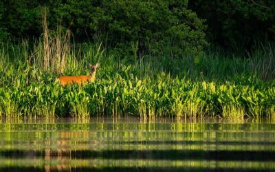 Maryland to focus restoration efforts on five watersheds, but funding is in doubt