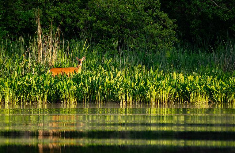 Maryland to focus restoration efforts on five watersheds, but funding is in doubt