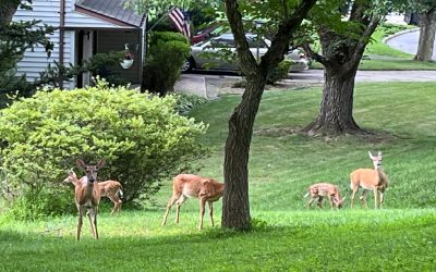 Oh, deer: study dishes up surprises about deer behavior and its impact on the land