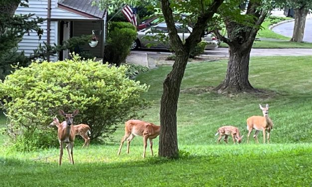 Oh, deer: study dishes up surprises about deer behavior and its impact on the land