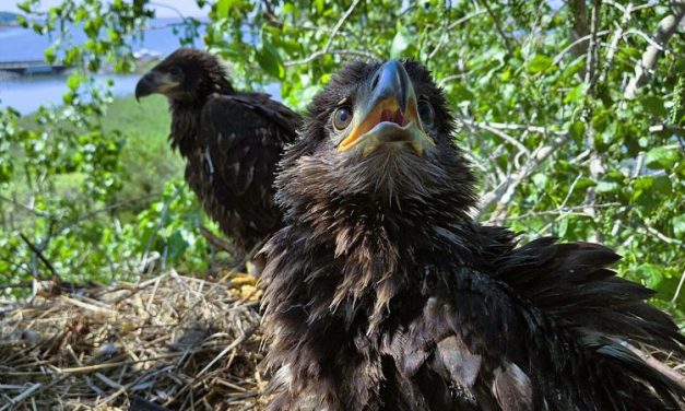 First baby eagles hatch on reborn Chesapeake island