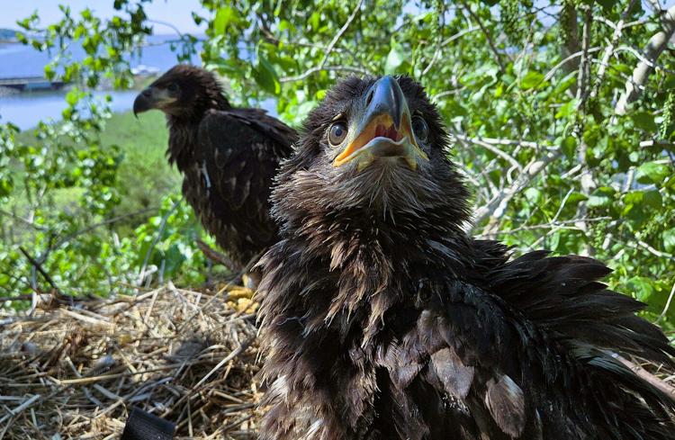 First baby eagles hatch on reborn Chesapeake island