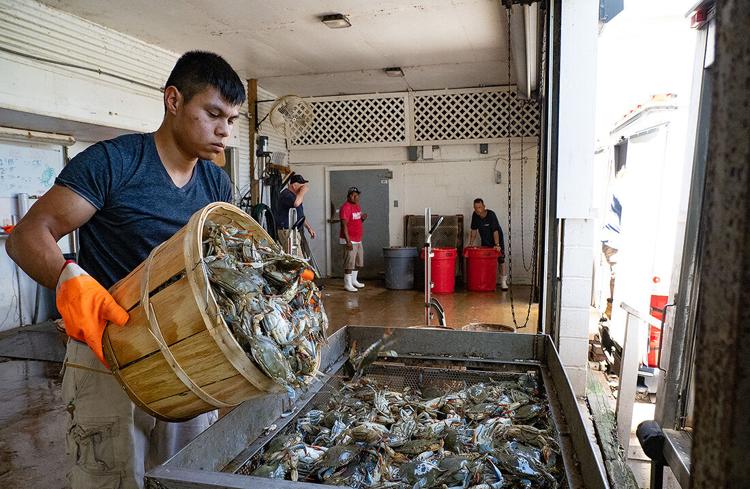 Maryland, Virginia clamp down on crab harvests; cuts imposed as crab population hits record-low