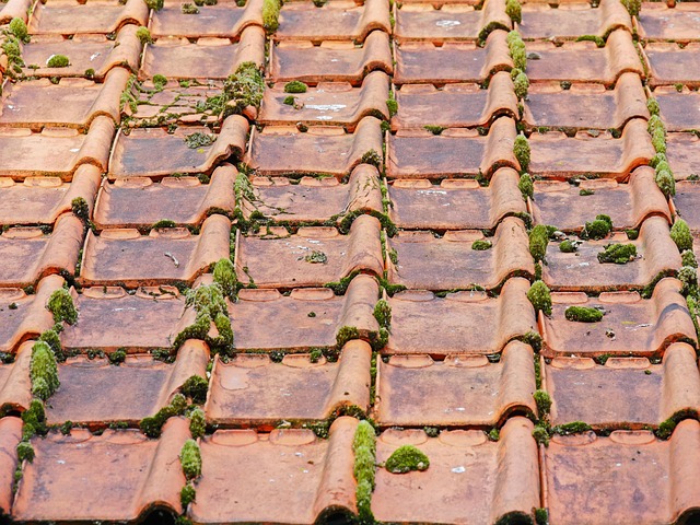 Why Hiring Roof Cleaning Experts Is Essential for Proper Home Maintenance