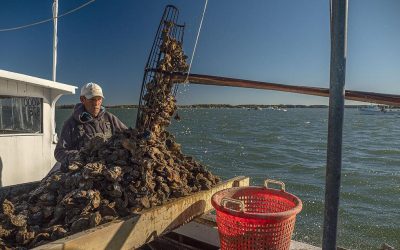 Amid oyster bounty, Maryland worries about overfishing, eyes harvest limits