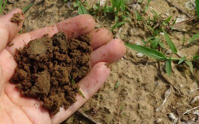 4 Tips For Successful Worm Farming At Home