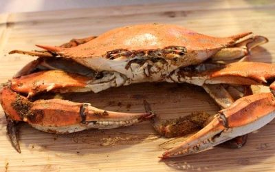 Chesapeake crab industry remains crippled by visa shortage, coronavirus