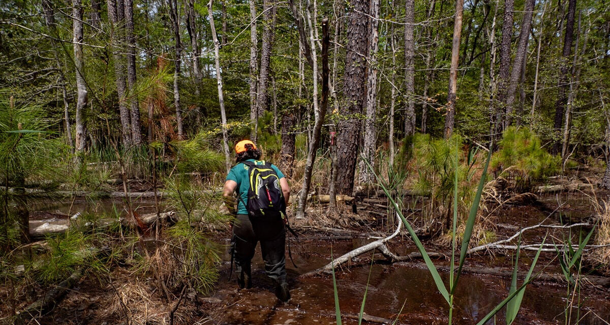 State Roundup: Scientists see new climate threat as Eastern Shore forests impacted by saltwater; Maryland’s new heat safety standards to be put to the test