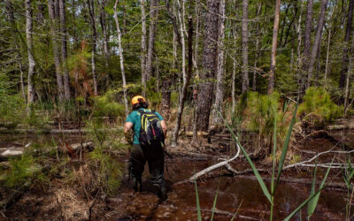 State Roundup: Scientists see new climate threat as Eastern Shore forests impacted by saltwater; Maryland’s new heat safety standards to be put to the test