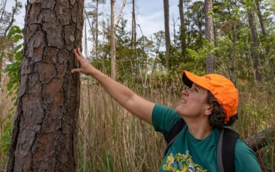 As coastal woodlands die to saltwater and turn into ghost forests, scientists study the causes and the pace