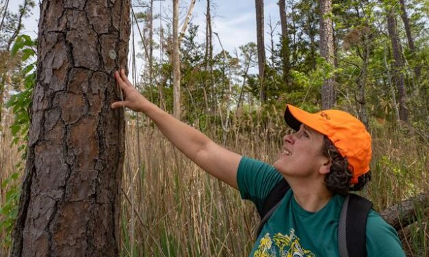 As coastal woodlands die to saltwater and turn into ghost forests, scientists study the causes and the pace