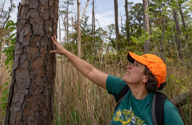 As coastal woodlands die to saltwater and turn into ghost forests, scientists study the causes and the pace