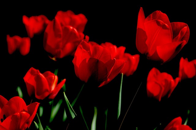 The Celestial Garden: Choosing Zodiac Flowers to Align with Your Horoscope