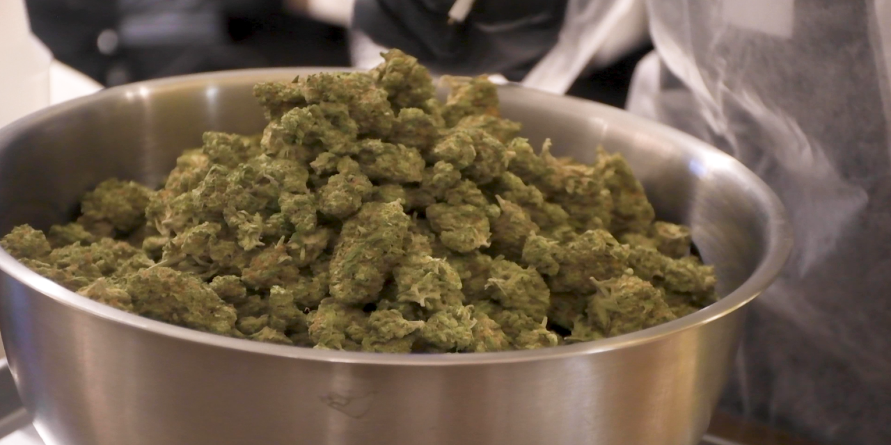 State Roundup: General Assembly turns attention to cannabis, gun safety, bamboo overgrowth